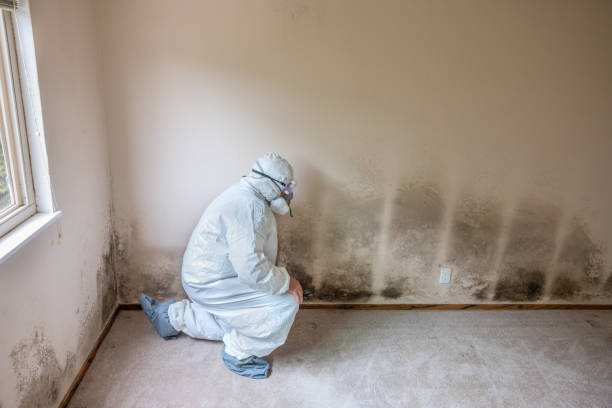 Pen Argyl, PA Mold Removal Company